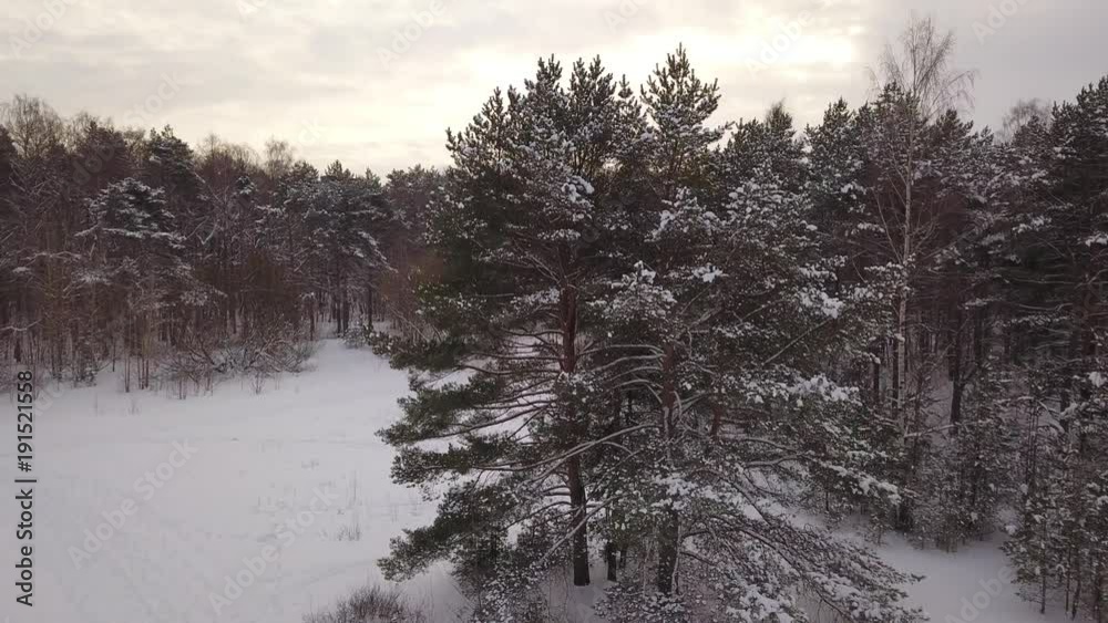 Aerial view of Winter forest Aerial view of Winter forest
