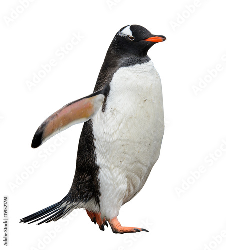 Gentoo penguin isolated on white