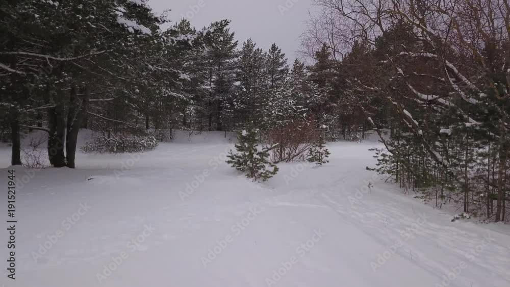 Aerial view of winter forest