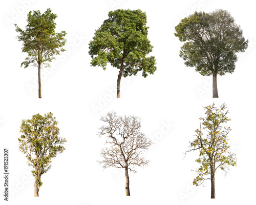 Canvas-taulu Isolated collection tree on white background