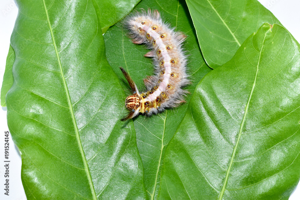 Fototapeta premium Hairy caterpillar on the leaf
