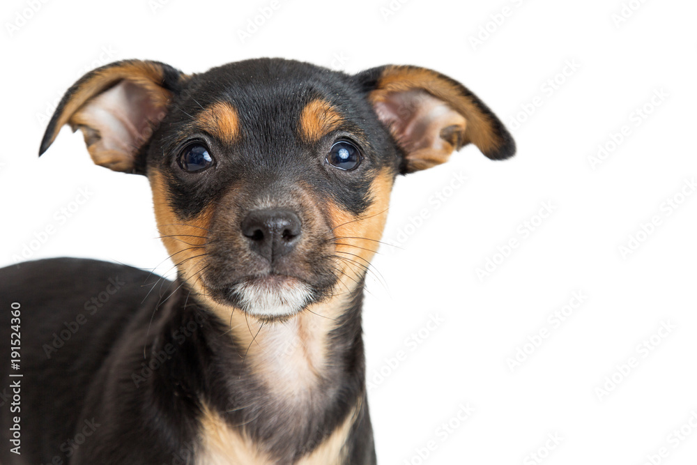 Closeup Young Small Breed Puppy