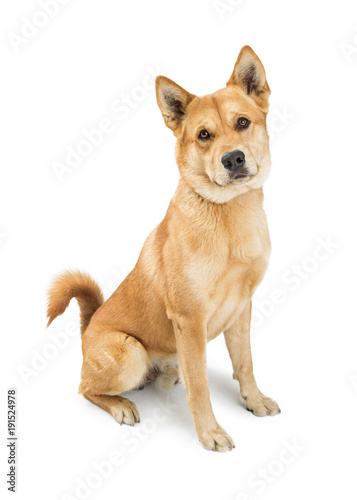 Cute Friendly Large Mixed Breed Dog