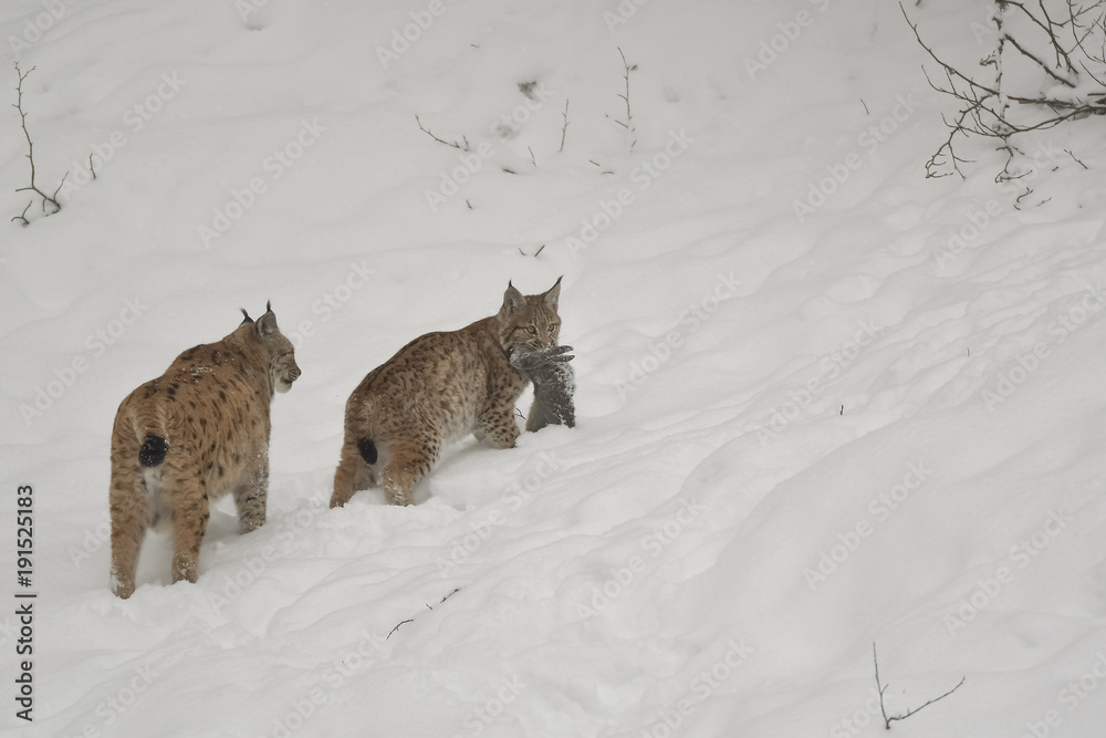Fototapeta premium Ryś z ofiarą