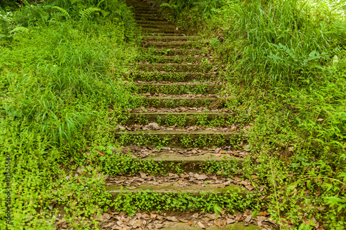 The old staircase overgrown with green grass