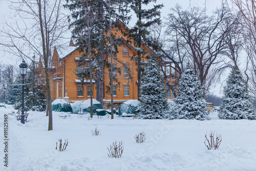 The pine is covered with snow near the house in Mezhyhiria. Pine in the snow near the house. photo