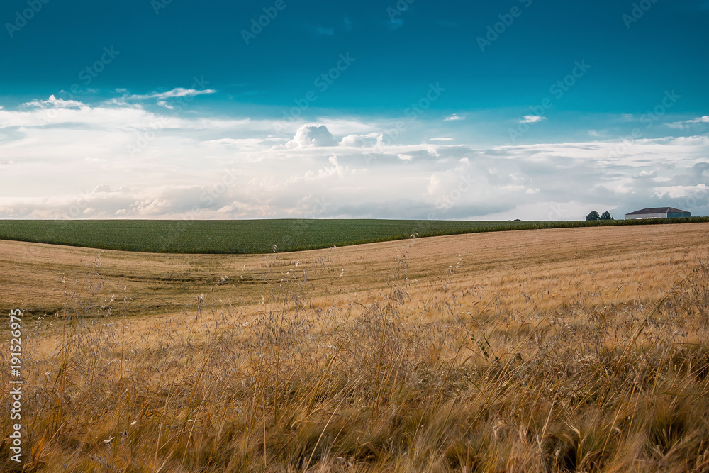 summer landscape, field with ears of wheat, sky with clouds