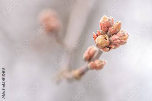 Blossoming buds on tree on natural background in spring day. Macro photo with shallow depth of field.