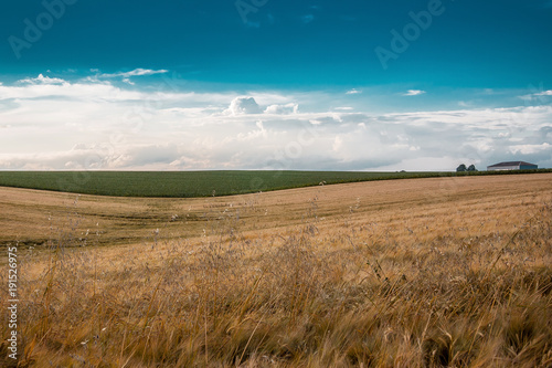 summer landscape  field with ears of wheat  sky with clouds