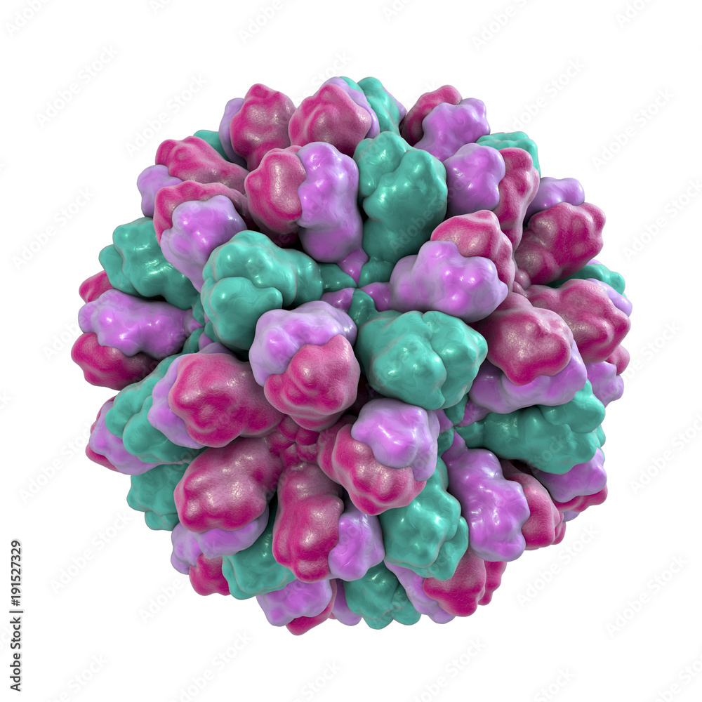 Norovirus, Norwalk virus, also called winter vomiting bug, RNA virus from Caliciviridae family, causative agent of gastroenteritis characterized by diarrhea, vomiting, stomach pain. 3D illustration