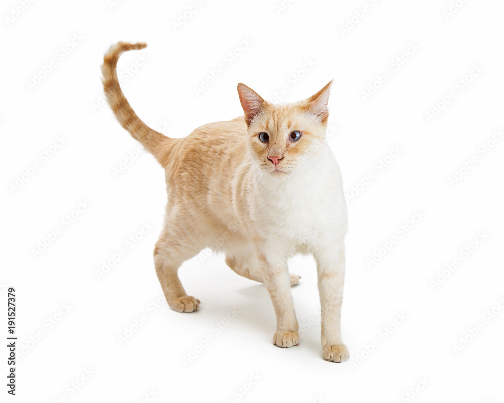 Flamepoint Siamese Orange Cat