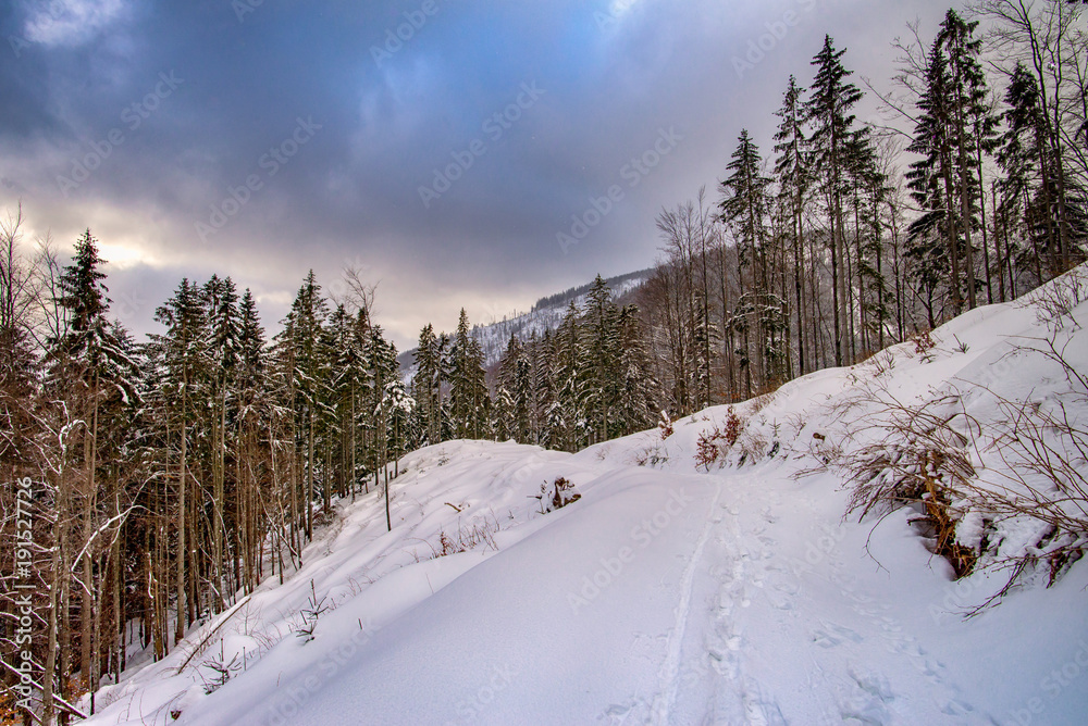 Obraz premium Aerial view of snowy trees in the mountains