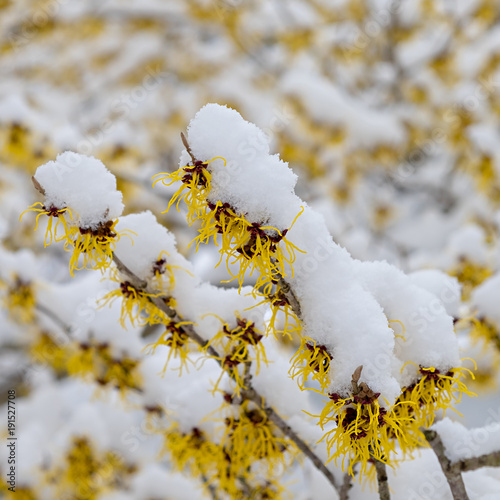 Hamamelis japonica Arborea Blüte im Schnee photo