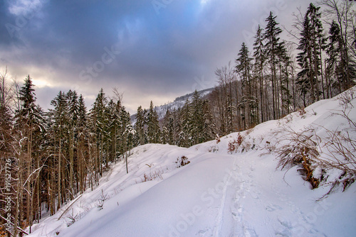 Aerial view of snowy trees in the mountains