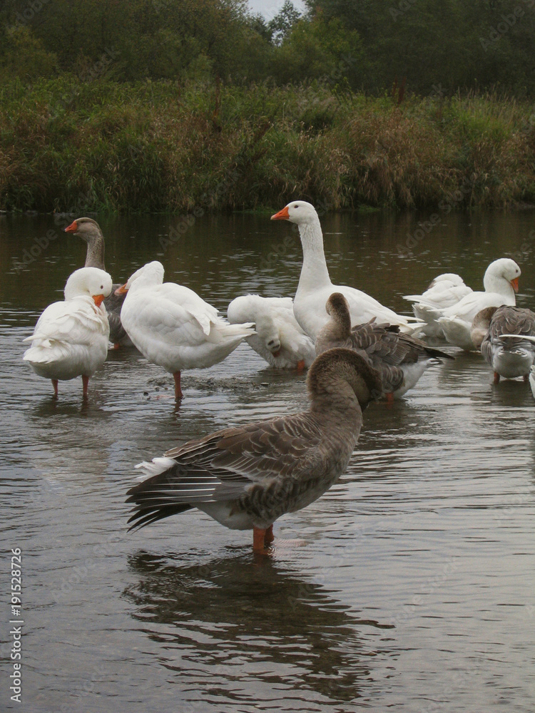 Obraz premium Geese bathhing in a river