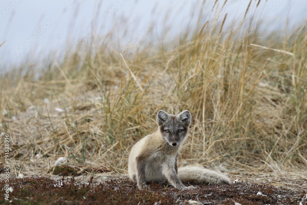 Obraz premium Young Arctic fox, Vulpes Lagopus, in fall colours being caught in the act of scratching