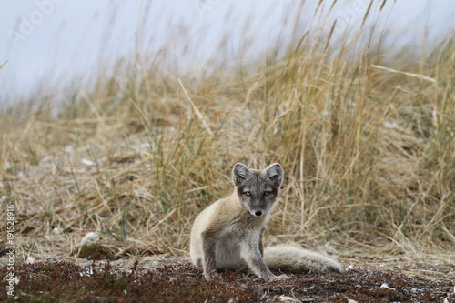 Young Arctic fox  Vulpes Lagopus  in fall colours being caught in the act of scratching