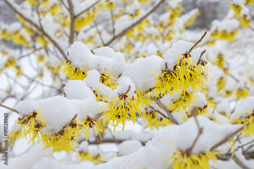 Fotografia Hamamelis mollis Pallida Blüte im Schnee