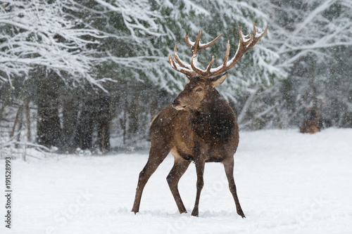 Let It Snow: Adult Snow-Covered Red Deer Stag ( Cervus Elaphus ) With Great Horns Stands Against A Snowy Forest And Snowflakes. Red Deer ( Cervidae ) During A Heavy Snowfall. Red Deer In Winter