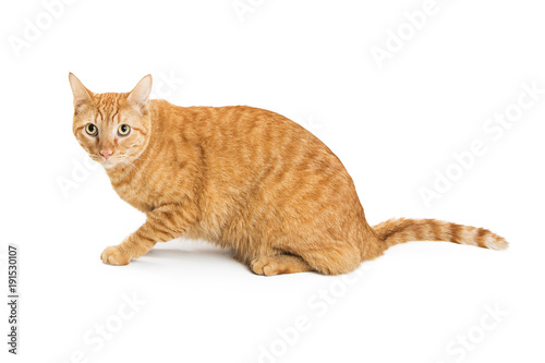 Orange Cat on White Profile