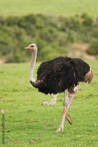 Ostrich, Struthio camelus, Addo Elephant Park, South Africa