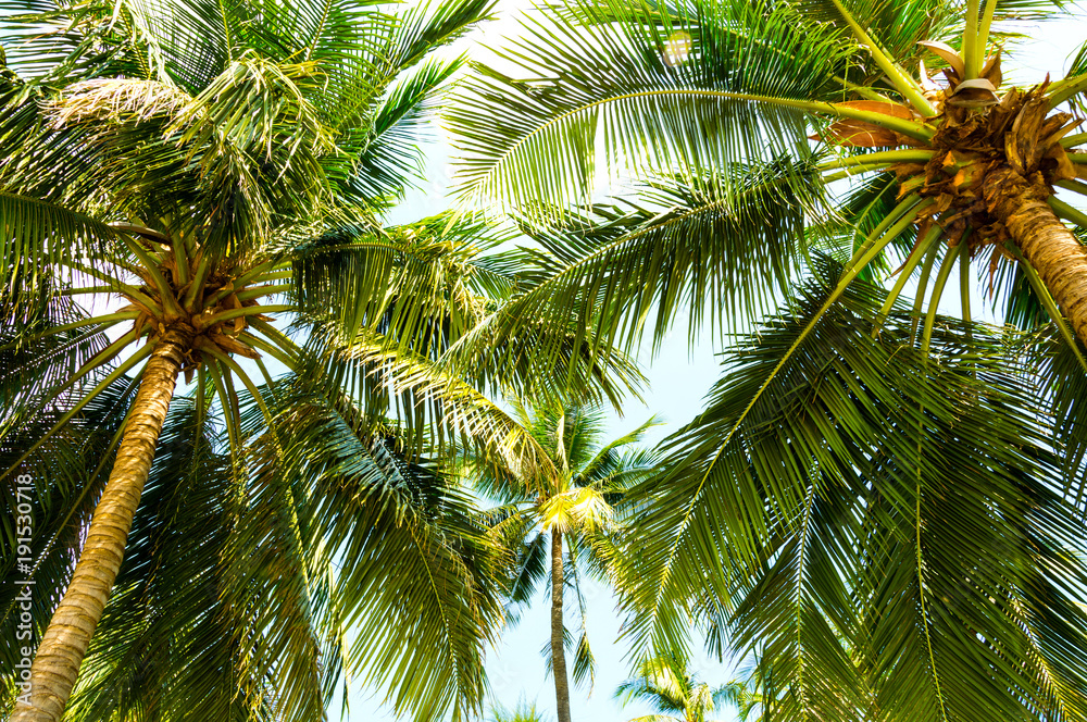 Beautiful two palm trees against the blue sky