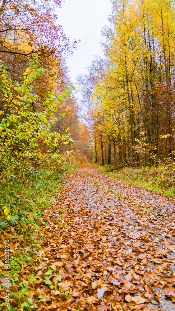 Obraz premium Waldweg im Herbst