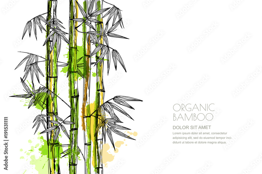 Obraz premium Vector isolated watercolor hand drawn illustration of green organic bamboo plant. Design for prints, asian spa and massage, cosmetics package, materials. Horizontal background with copy space.