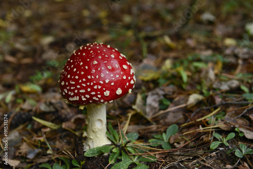 Toadstool in the forest © FoTom