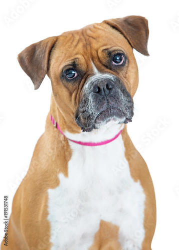 Sad Boxer Dog Closeup © adogslifephoto