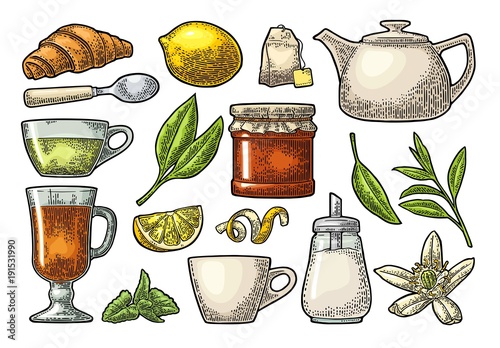 Cup wit tea and branch with leaves. Vector vintage engraving