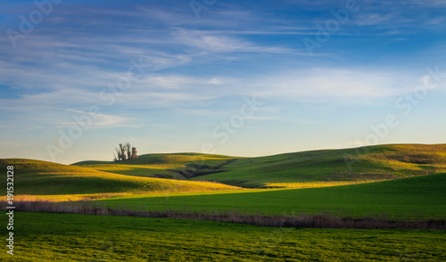Green pasture lands with late afternoon light and shadows. A small group of trees stand in the left background on the hill top. A big blue sky with wispy white clouds stands over the pasture land.
