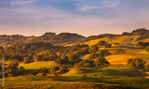 Pasture lands and California oak trees stand out on hills sides with golden light and shadows from a sunset. Horses graze in the foreground. A blue sky with wispy pinkish clouds are in the background.