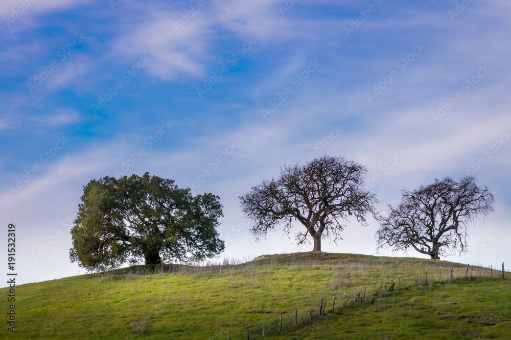 Three oak trees standing at the top of a green hill. The oak on the left has leaves. A blue sky with wispy white clouds are in the background.