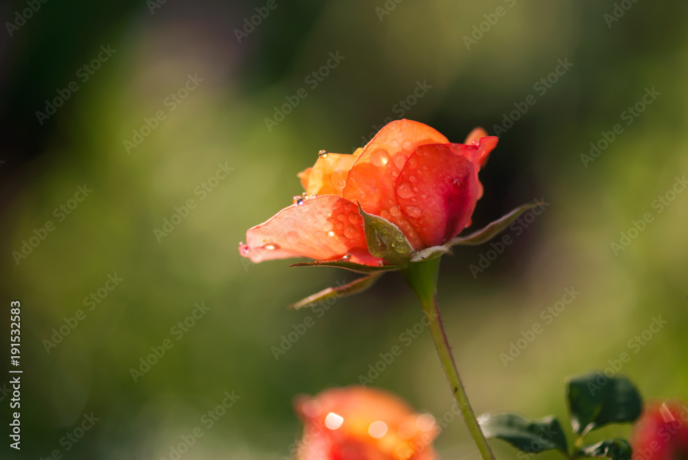 Fototapeta premium Coral Rose with Water Drops