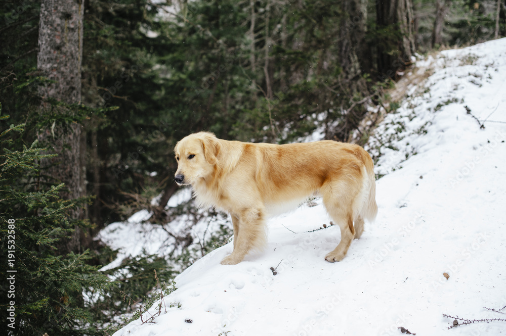 golden retriever dog on the snow during an excursion golden retriever dog on the snow during an excursion