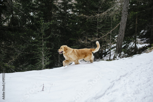 golden retriever dog on the snow during an excursion