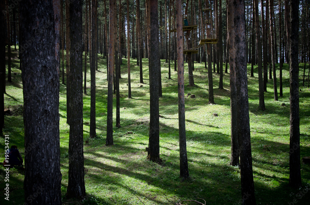 Obraz premium beautiful forest with tiny trees and grass on sunny day with shadows