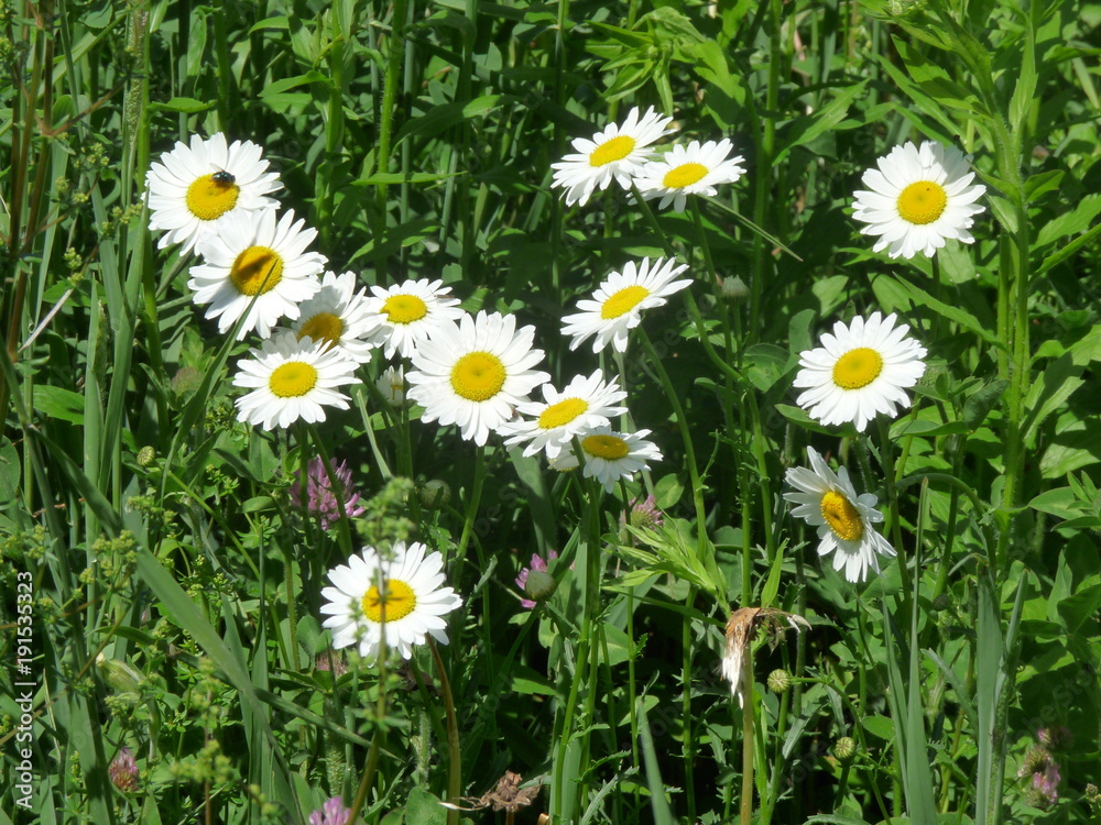 Fototapeta premium Daisy Field