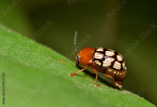 Fourteen-spotted leaf beetle, (Cryptocephalus Guttulatus), side view macro. Species is found in North America.