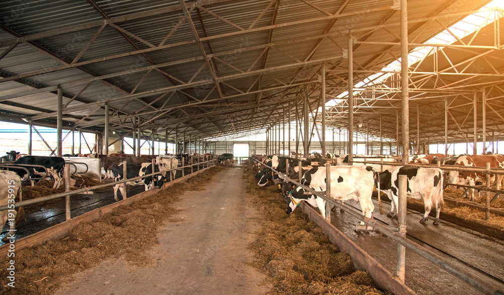 A typical cow farm (dairy business, agribusiness, commerce - concept)