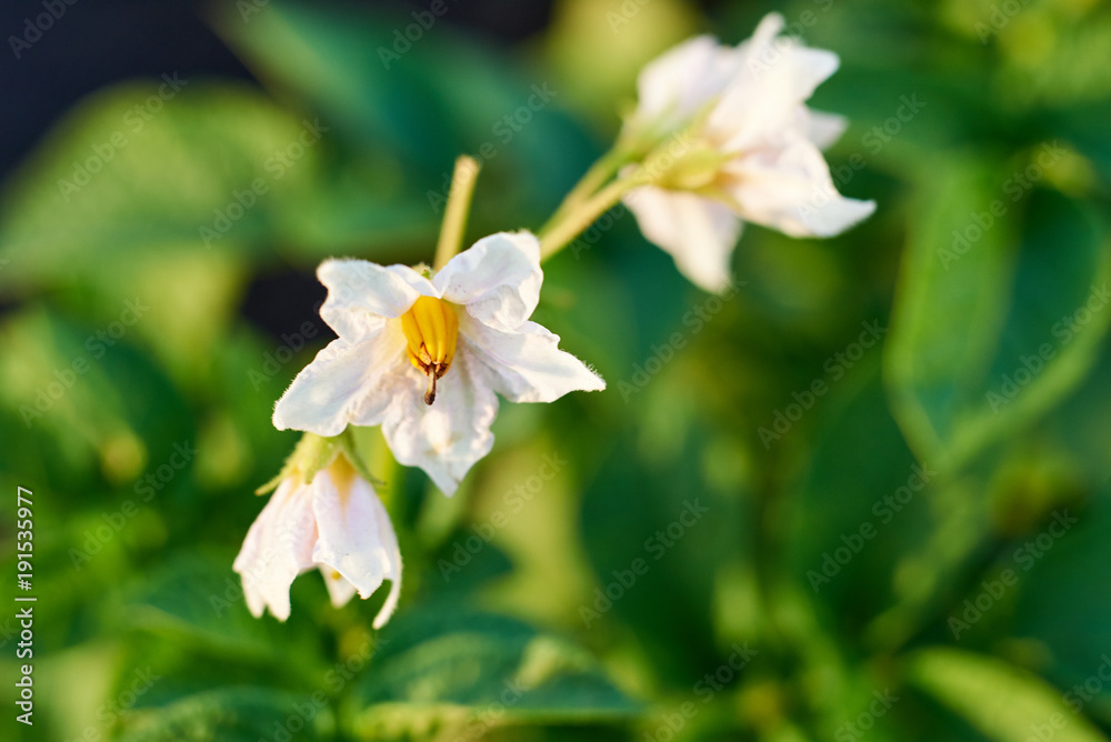 White potato flower on green bush. Organic food agriculture in garden. Rural nature in summer. Natural outdoor background. Flowering potato plant. Potato bush blooming White potato flower on green bush. Organic food agriculture in garden. Rural nature in summer. Natural outdoor background. Flowering potato plant. Potato bush blooming