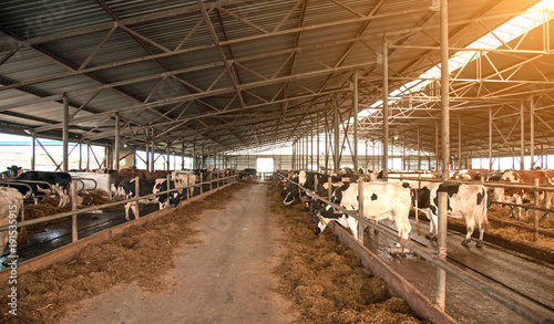 Obraz na płótnie A typical cow farm (dairy business, agribusiness, commerce - concept) w salonie
