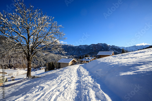 paesaggio invernale a Piereni, in Val Canali, nel parco naturale di Paneveggio - Trentino