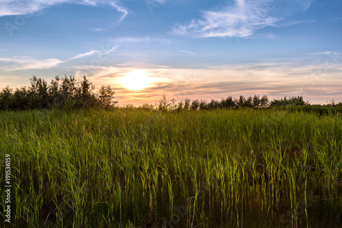 Beautiful sunset with cane on foreground