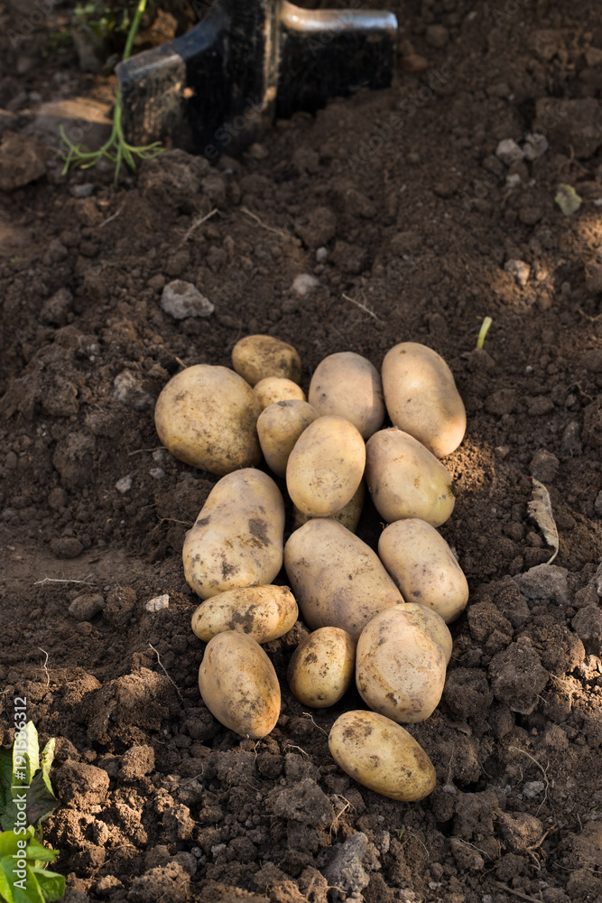 Fresh Vegetables Potato. Young Ripe Yellow Potatoes On Agricultural Ground Top View. Fresh Vegetables Potato. Young Ripe Yellow Potatoes On Agricultural Ground Top View.