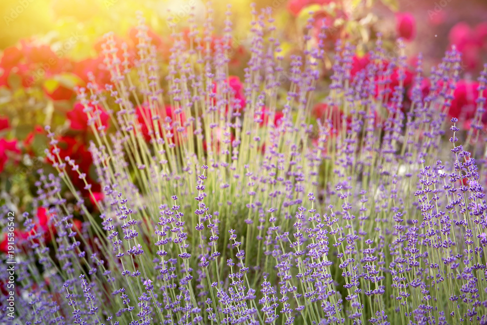 Naklejka premium Lavender bushes closeup on sunset. Sunset gleam over purple flowers of lavender. Provence region of France.