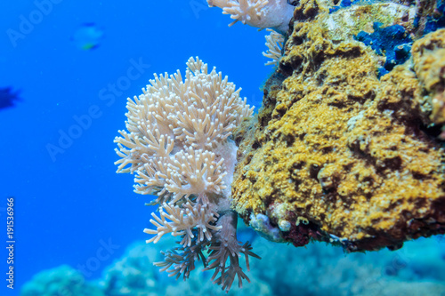 Fotografia, Obraz White coral on a reef of the red sea.
