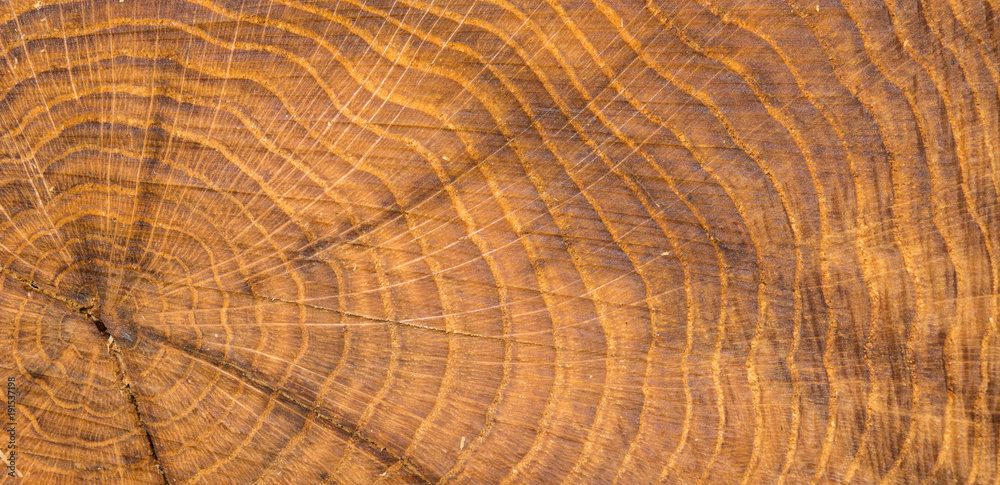 Fototapeta premium Rustikaler Holz Hintergrund mit struktur