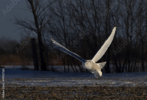 Snowy owl (Bubo scandiacus) hunting over a snow covered cornfield in Canada